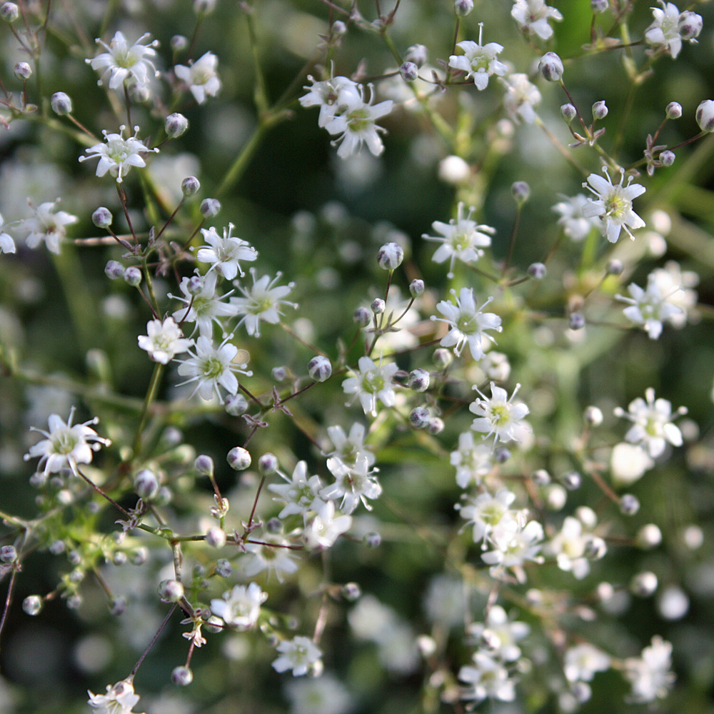 Schleierkraut Schneeflocke, Gypsophila, Beetstaude
