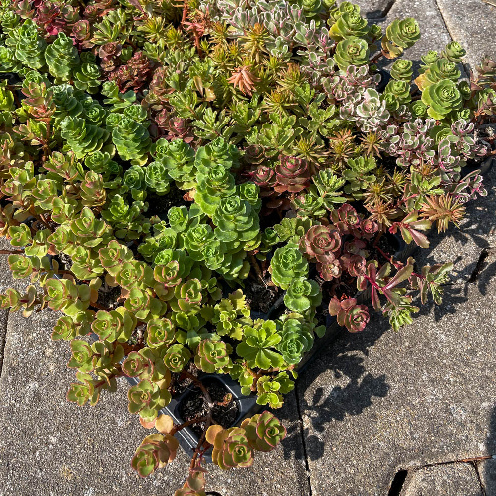 Sedum Mix-Platte