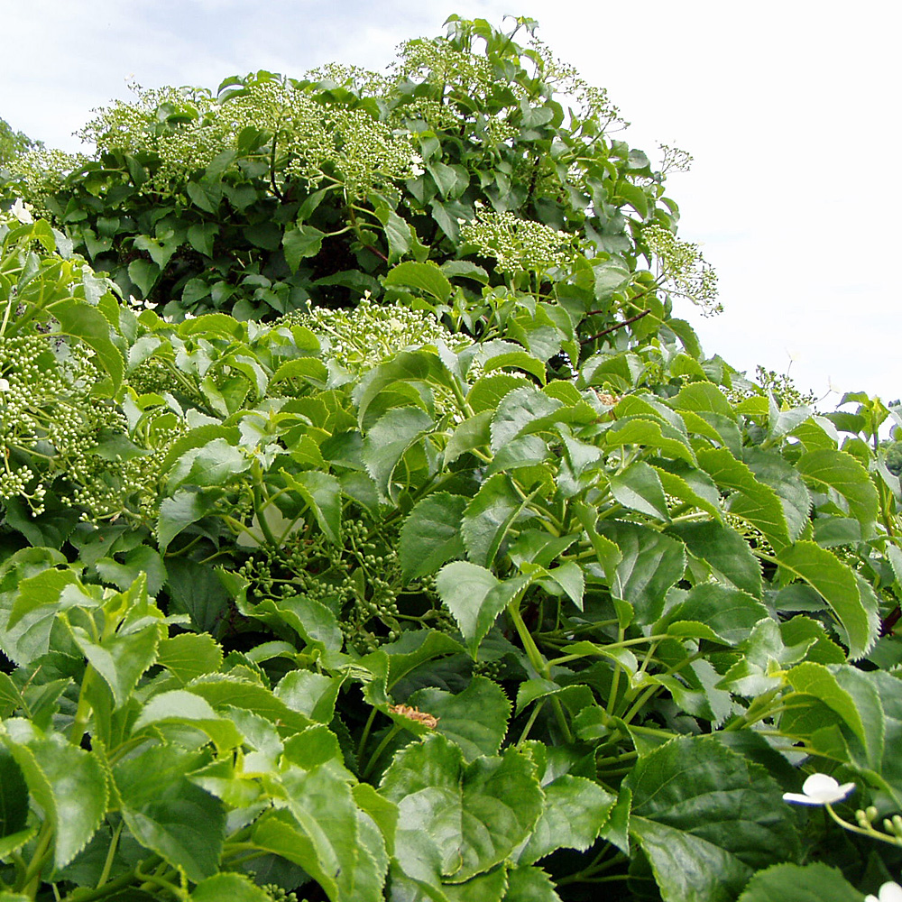 Kletterhortensie