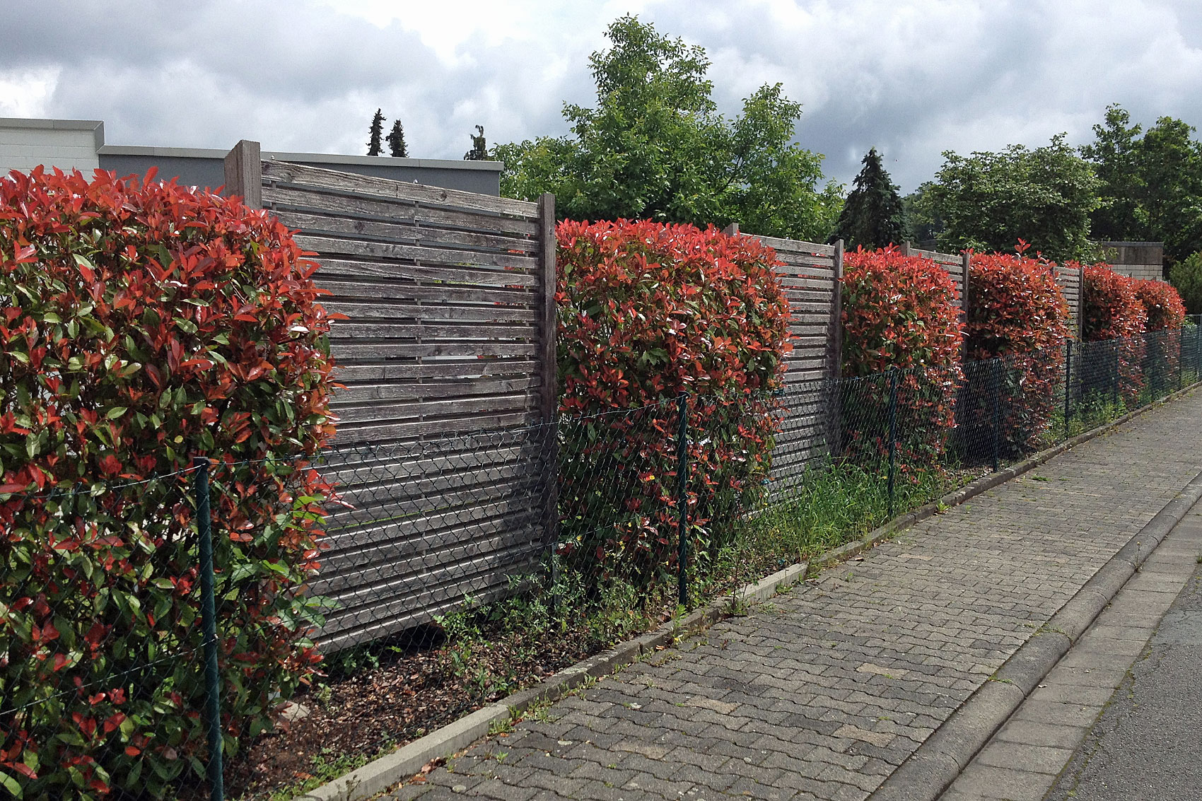 Hecke pflanzen und pflegen