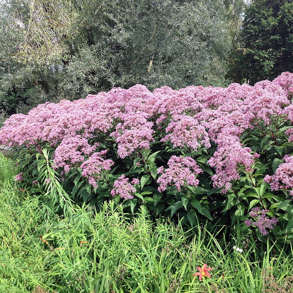 Wasserdost Atropurpureum, Heilpflanze, Bienenweide