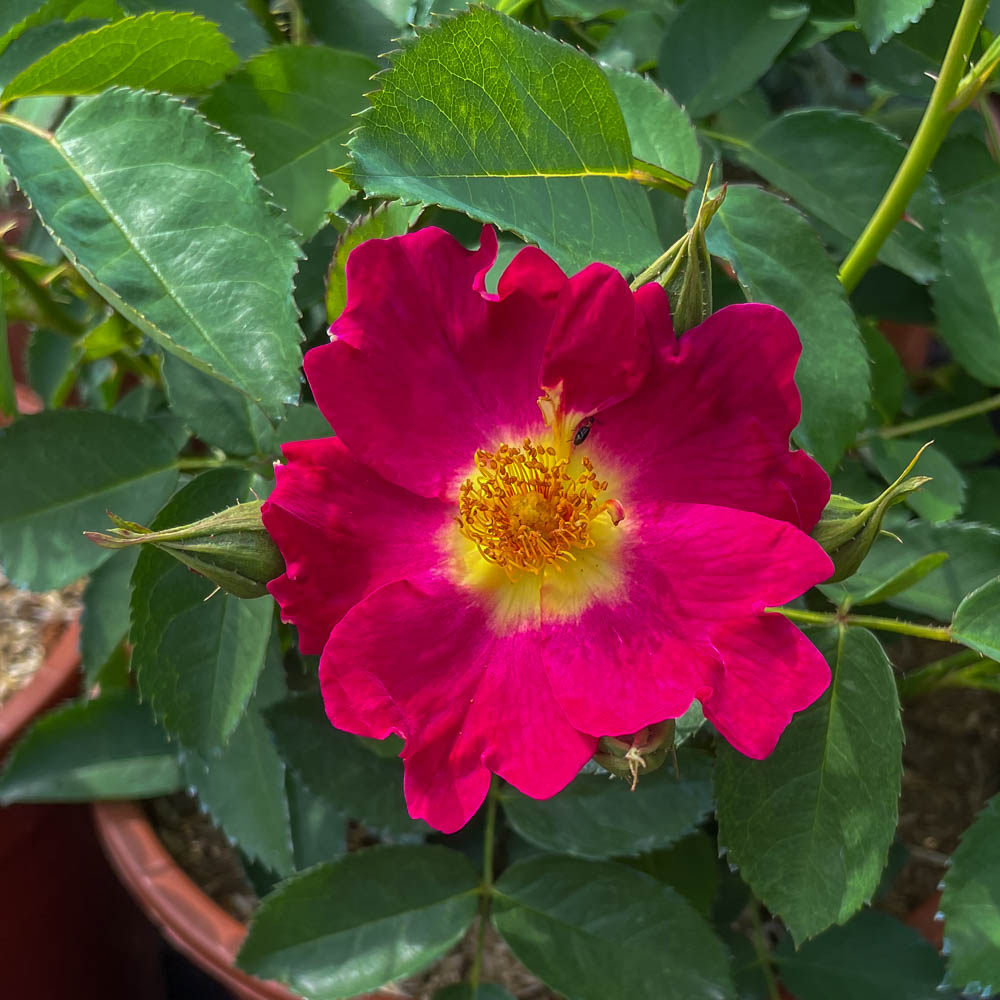 Kleinstrauchrose 'Weg der Sinne' ®