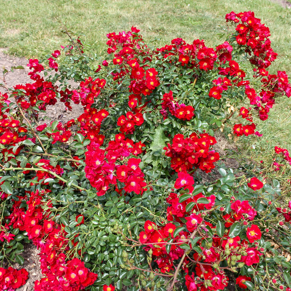 Bodendeckerrose 'Alcantara'®