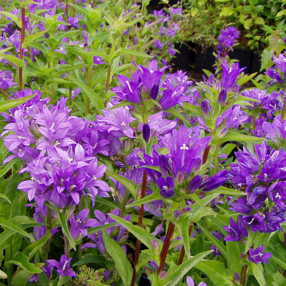 Knäulglockenblume Acaulis, Glockenblume