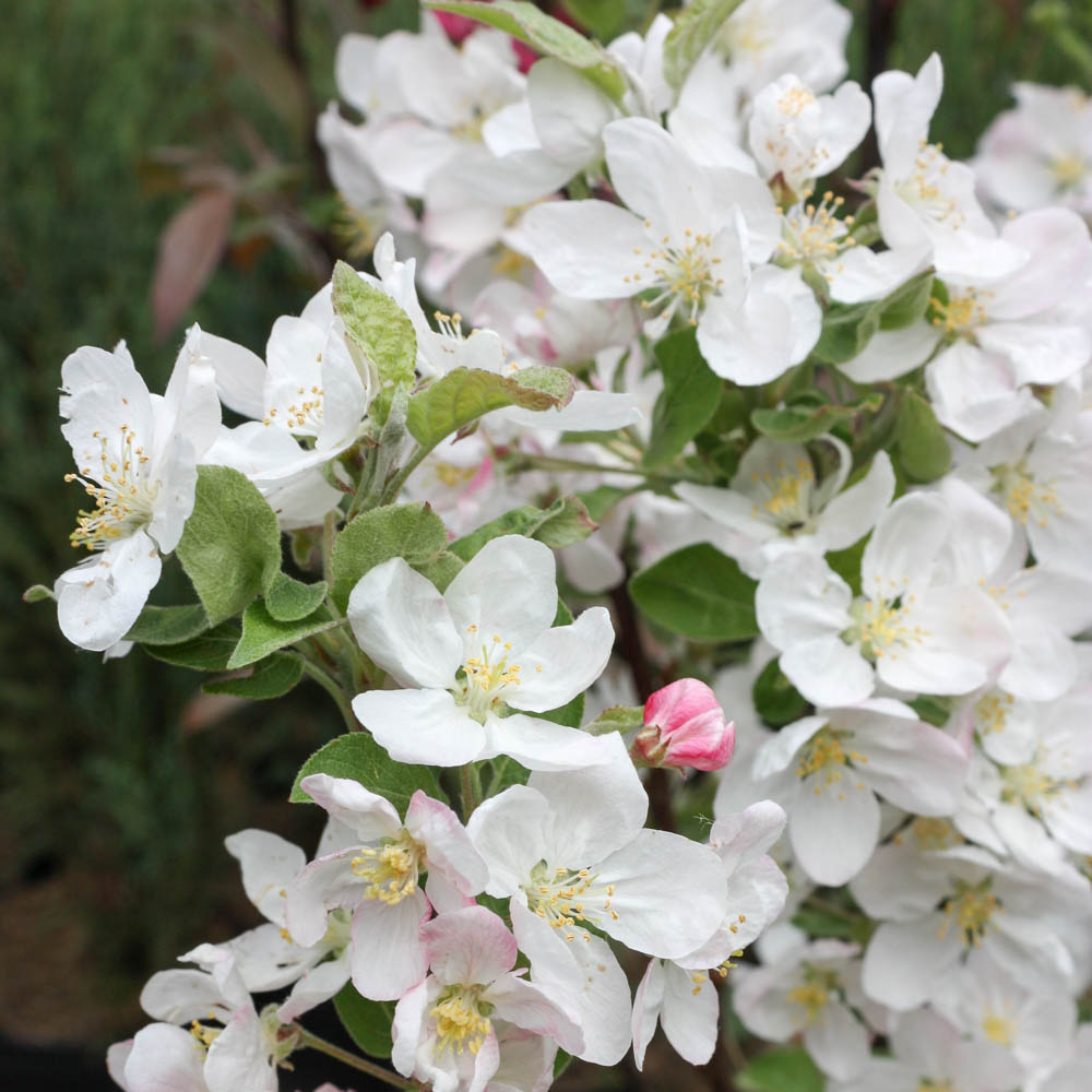 Zierapfel 'Evereste' ®