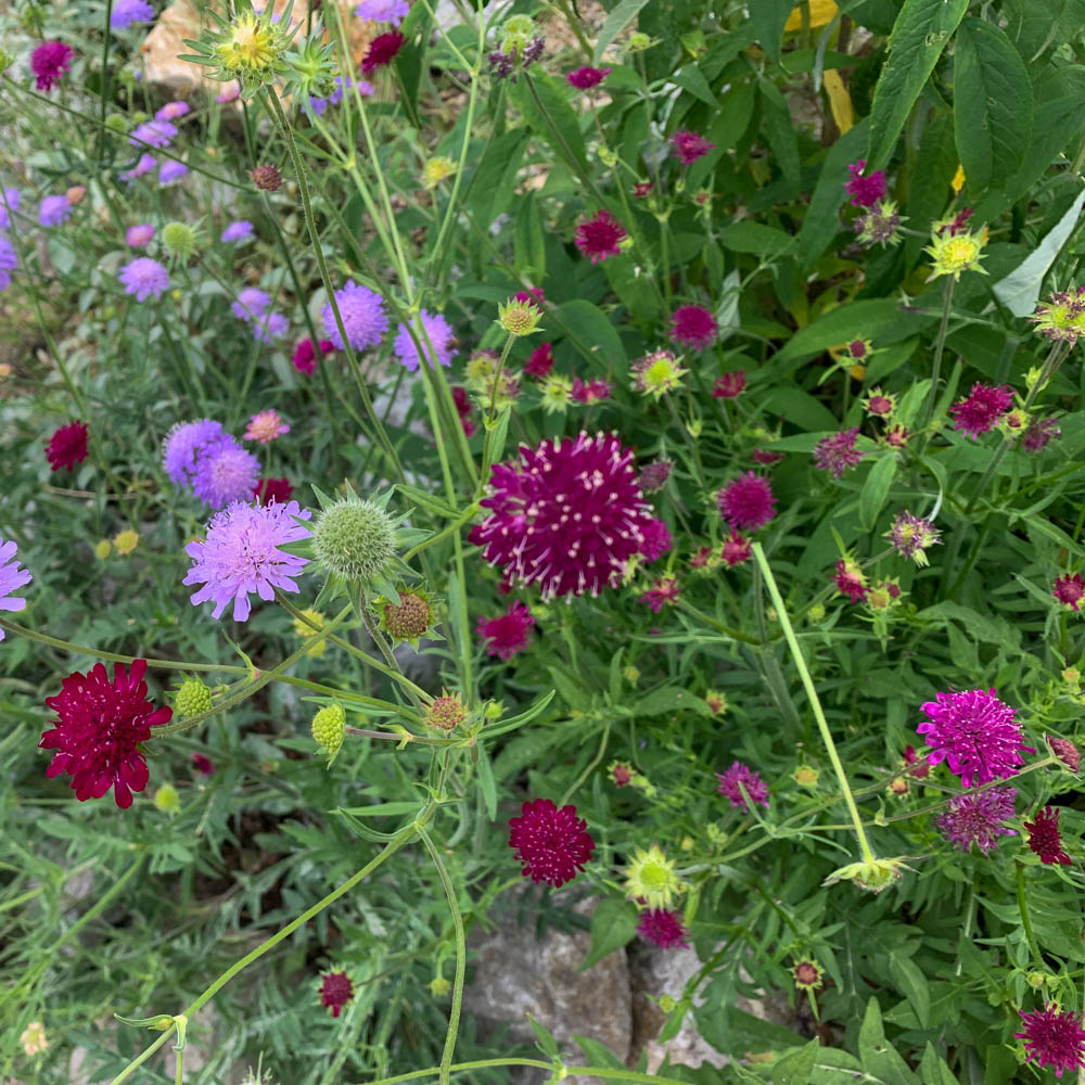 Witwenblume