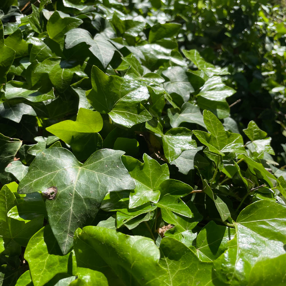 Bodendecker-Efeu 'Hibernica' 
