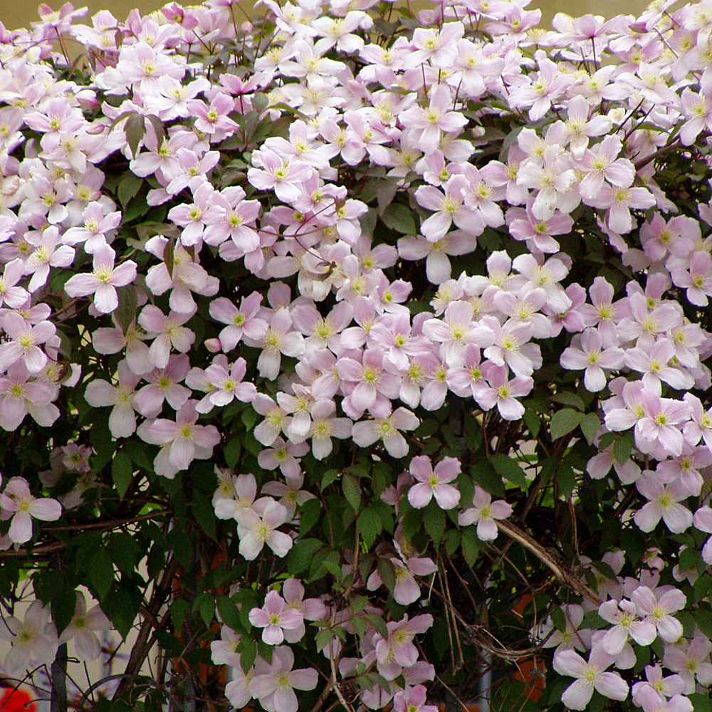 Clematis montana 'Rubens'