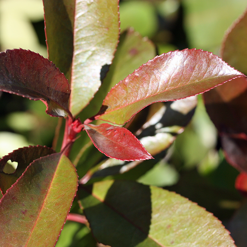 Photinia Red Robin, Glanzmispel, Blattschmuck