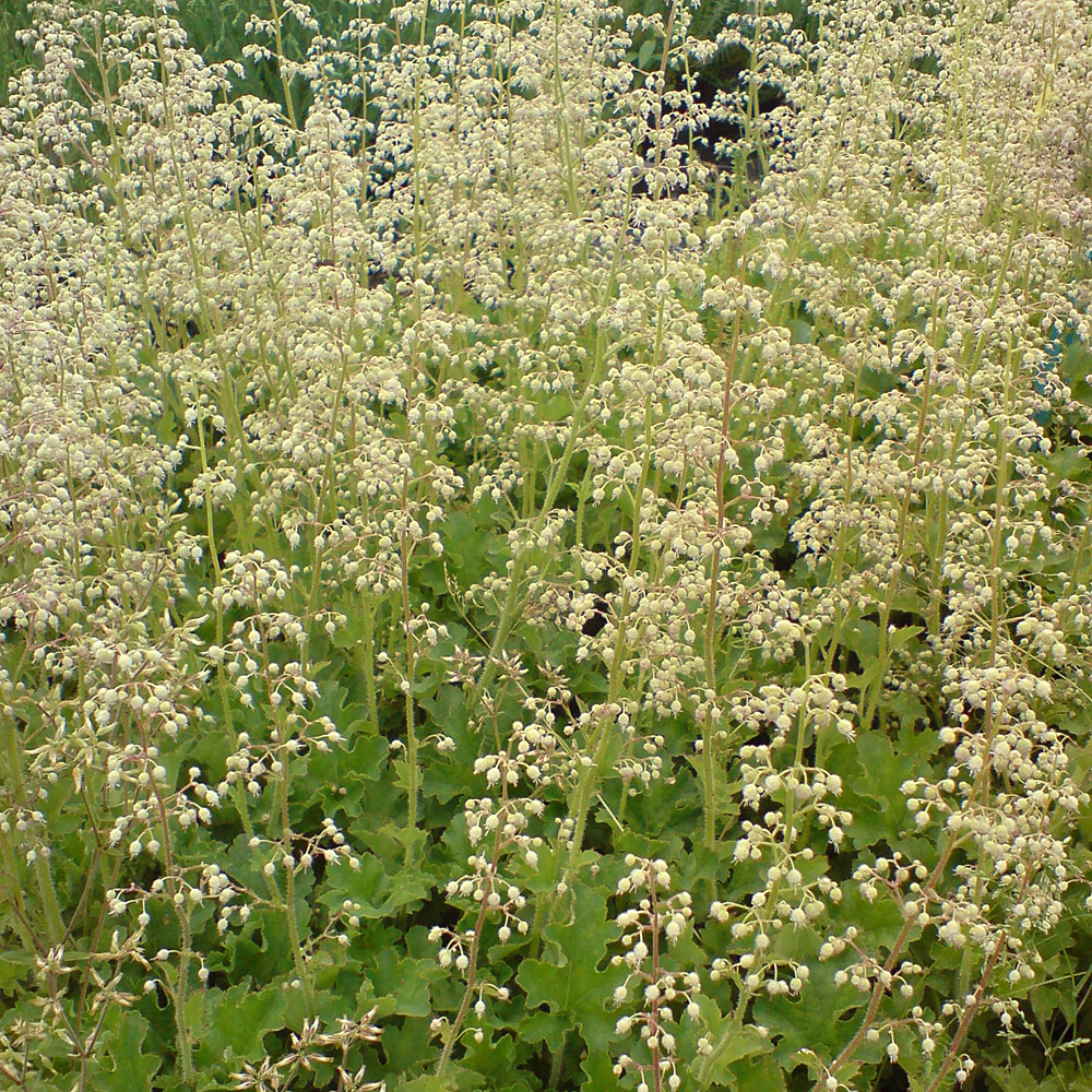 Purpurglöckchen Ruffles, Heuchera, Bienenweide