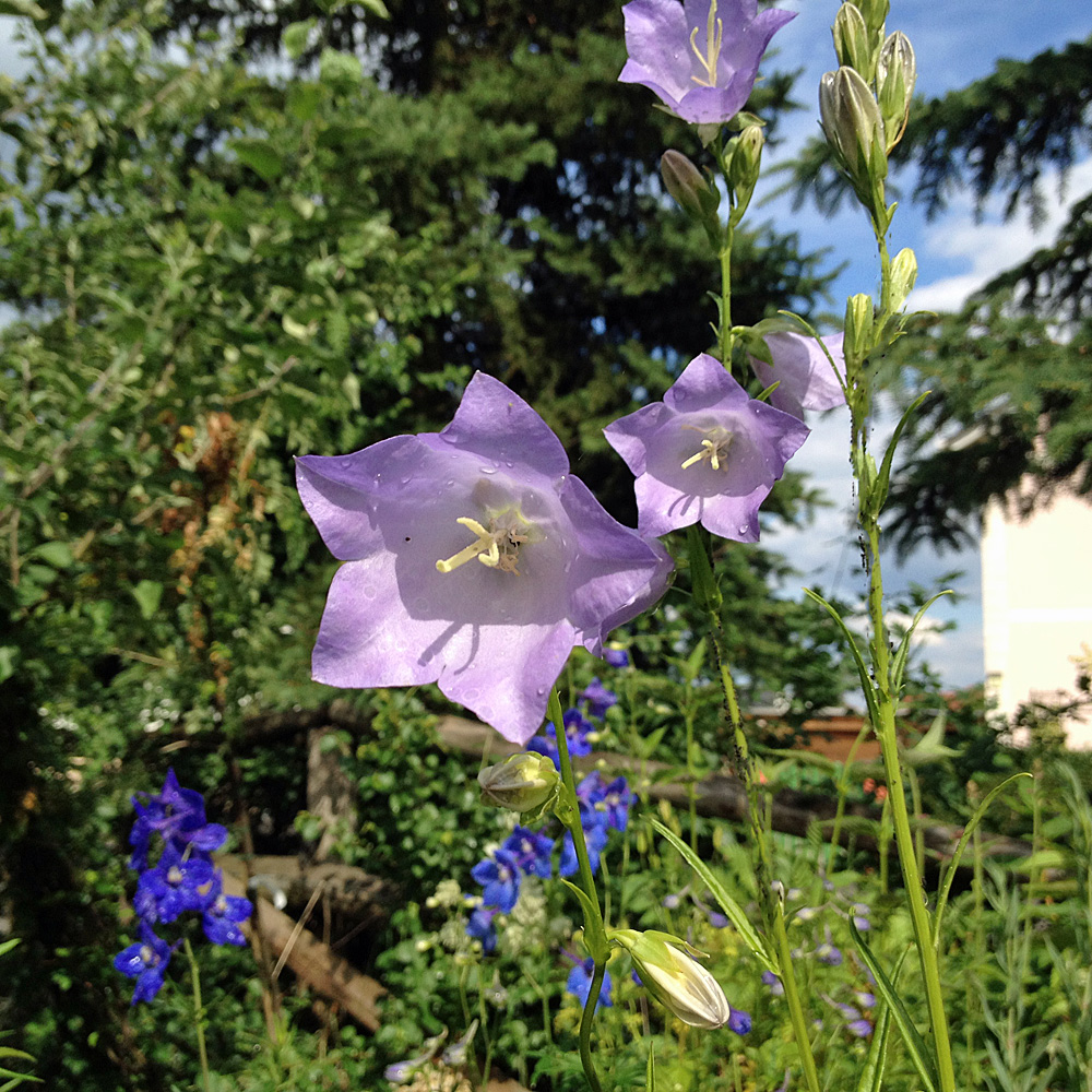 Pfirsichblättrige Glockenblume 'Grandiflora Coerulea'