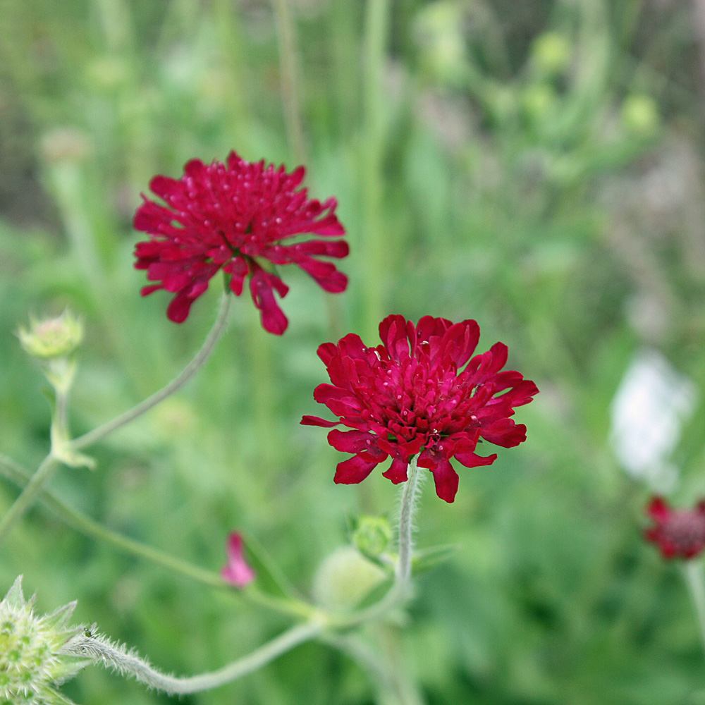 Witwenblume, Knautia, Blütenpflanze