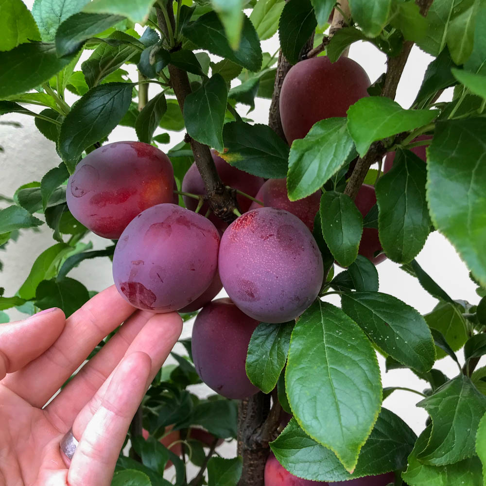 Säulenmirabelle 'Ruby' ®