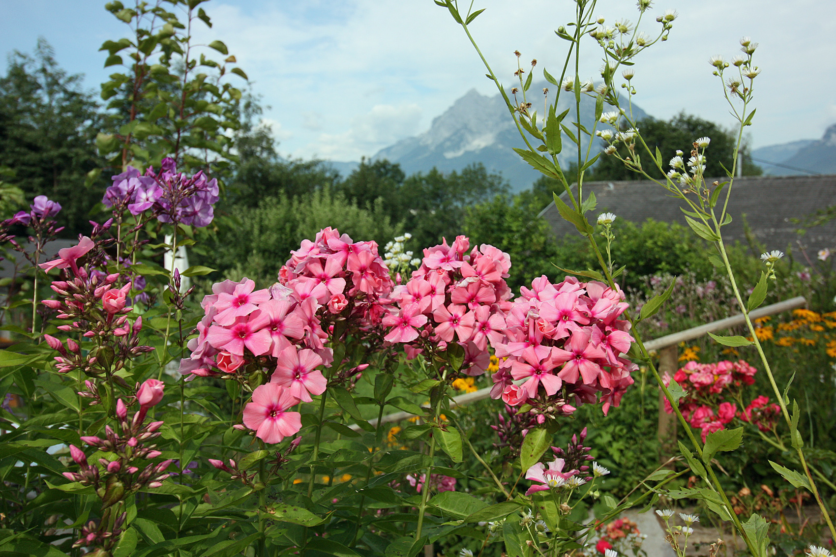 Phlox