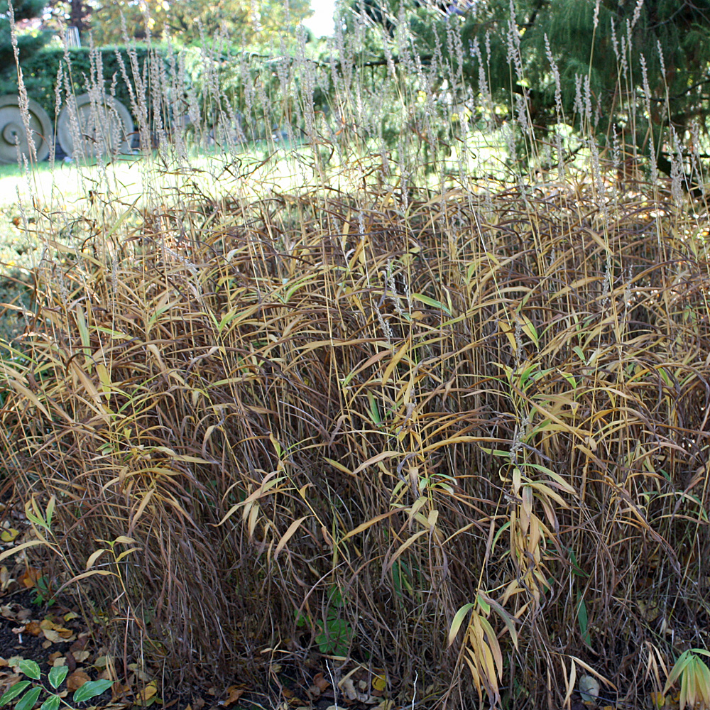 Zottengras, Ziergras mit Herbstfärbung
