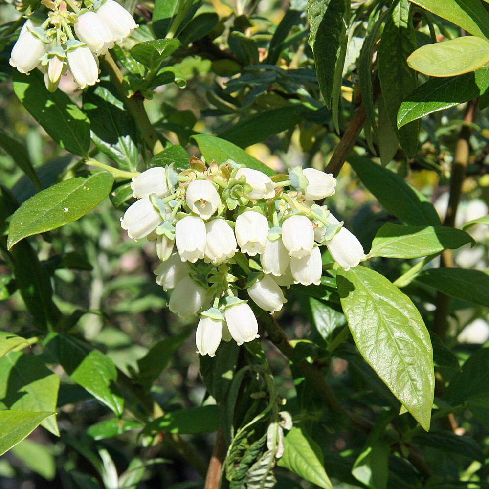 Heidelbeere 'Bluecrop'
