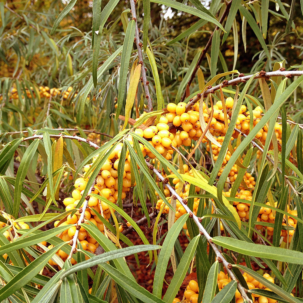 3 Vitaminbomben für den Garten