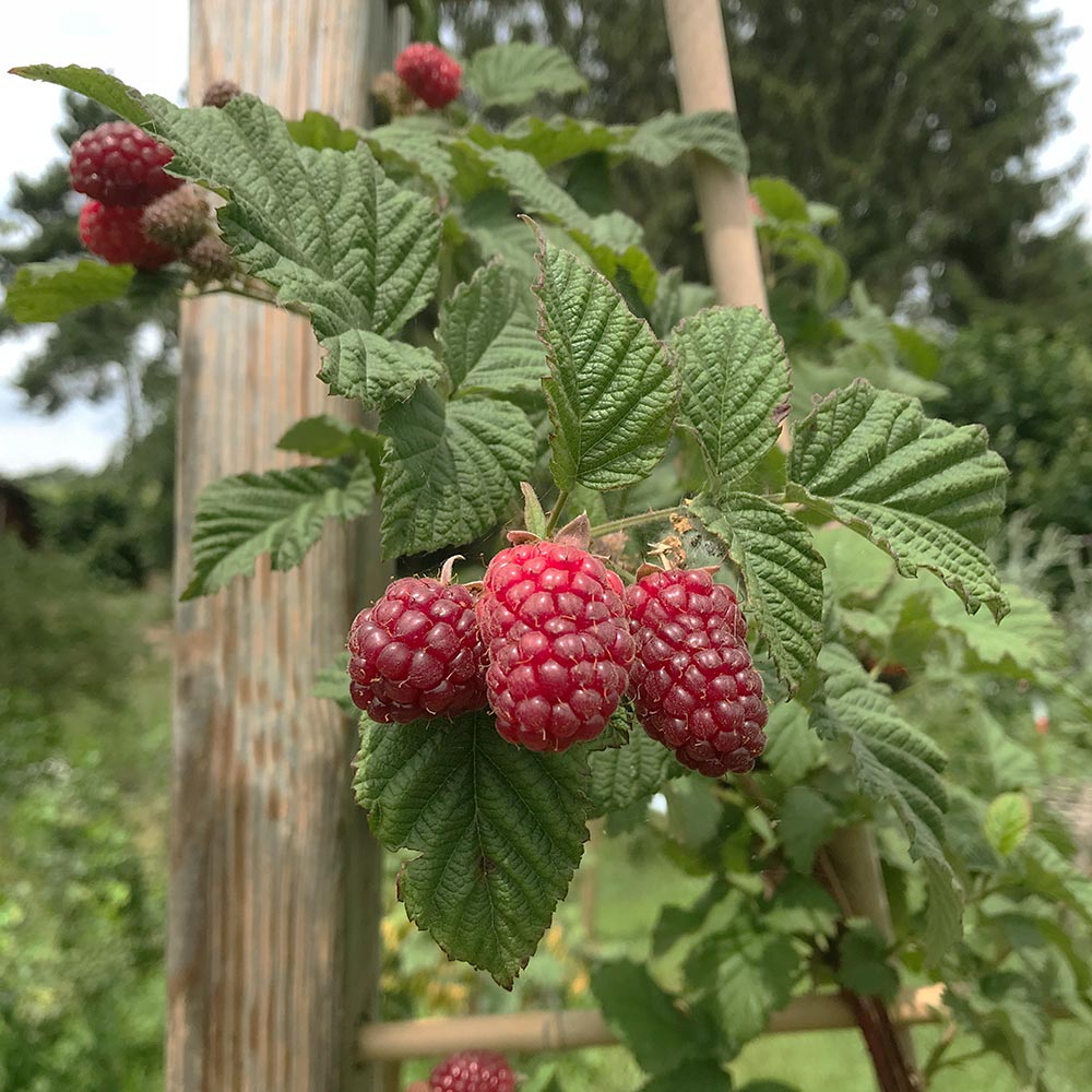 Himbeere-Brombeere Kreuzung 'Tayberry'