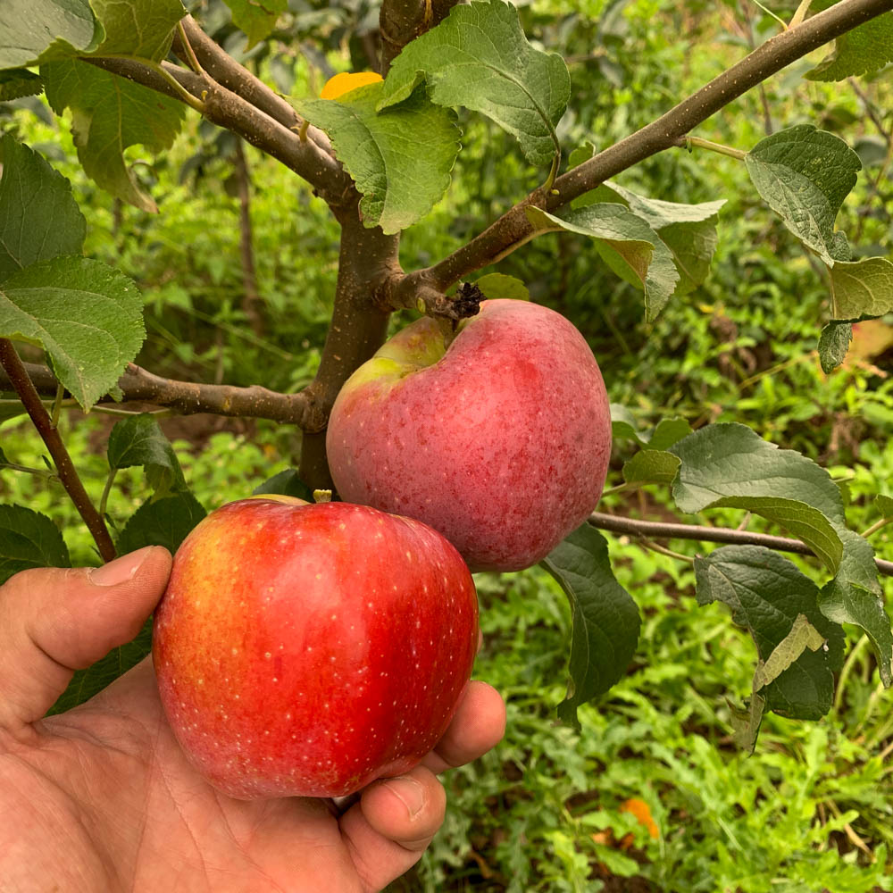 Apfel 'Rajka' ®