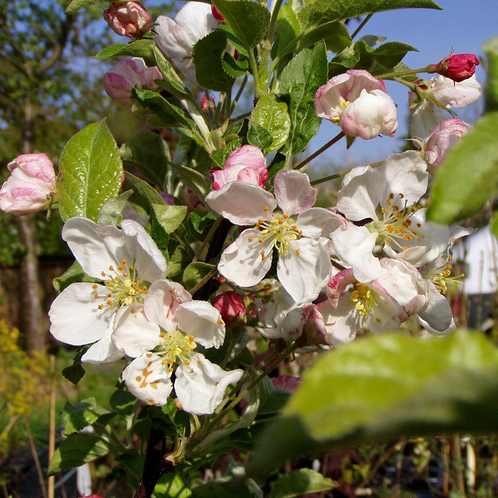 Zierapfel 'Evereste' ®