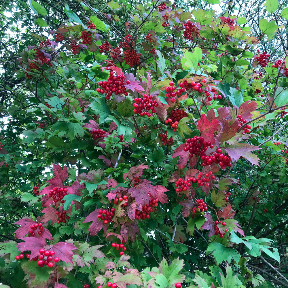 Gefüllter Echter Schneeball, Duftpflanze, Viburnum