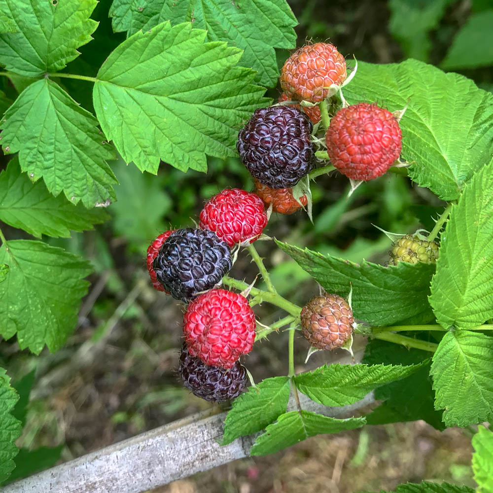 Sommerhimbeere 'Black Jewel'