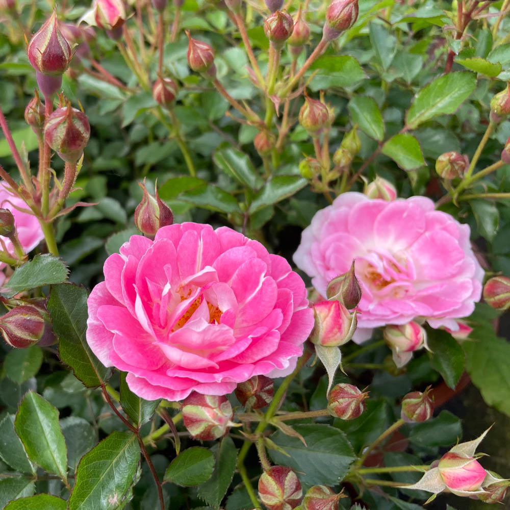 Bodendeckerrose 'Flirt 2011'