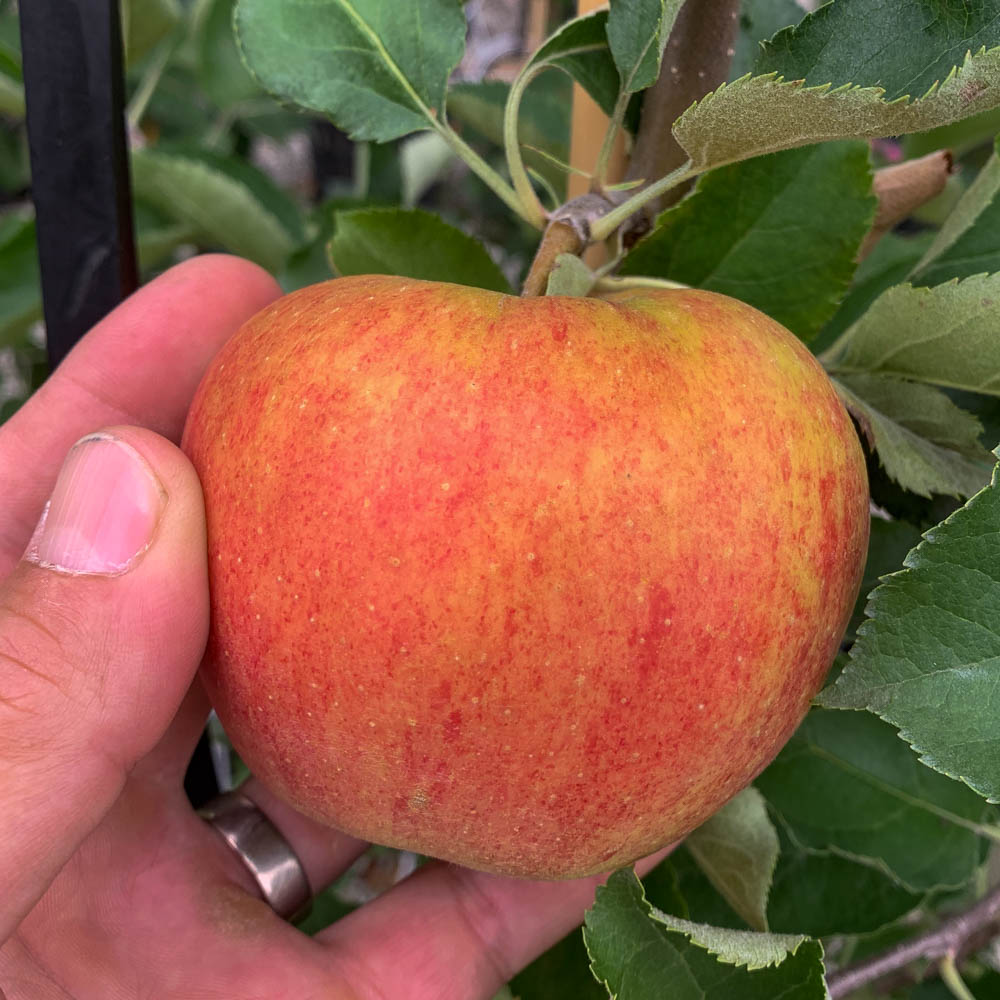 Apfel 'Jonagold'