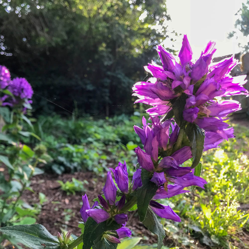 Knäuelglockenblume 'Superba'