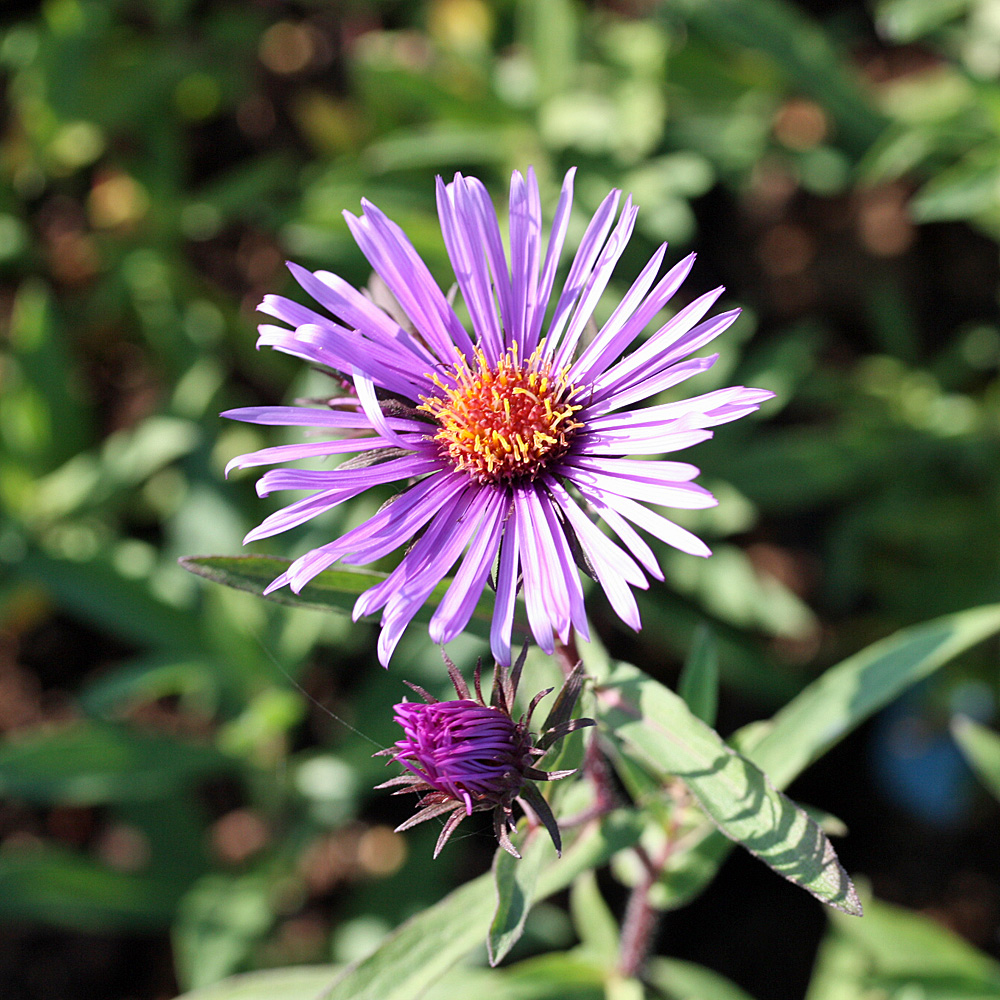 Raublattaster Barrs Blue, Aster, Herbstblüher