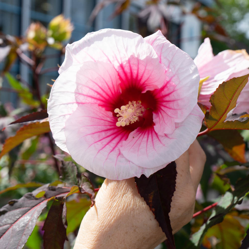 Riesenhibiskus 'Summerific Dark Mystery' ®