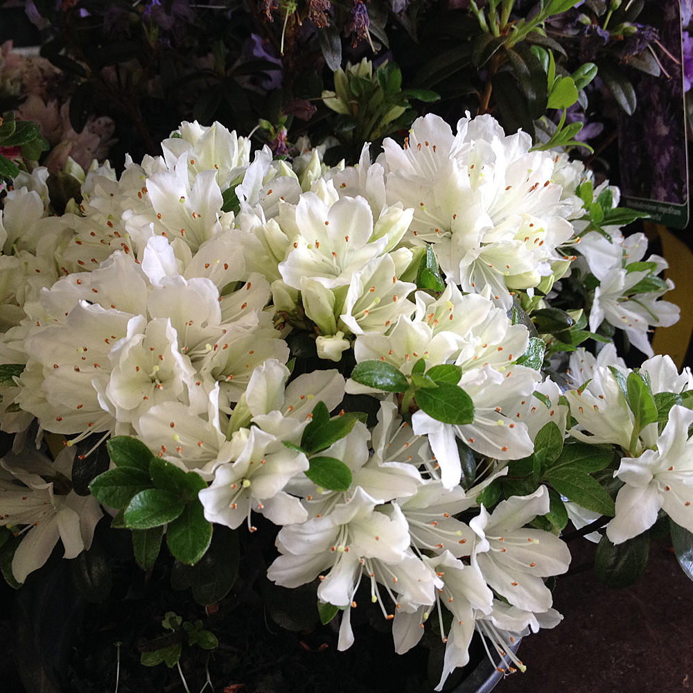 Rhododendron Kermesina Alba, Azalee, Moorbeetpflanze