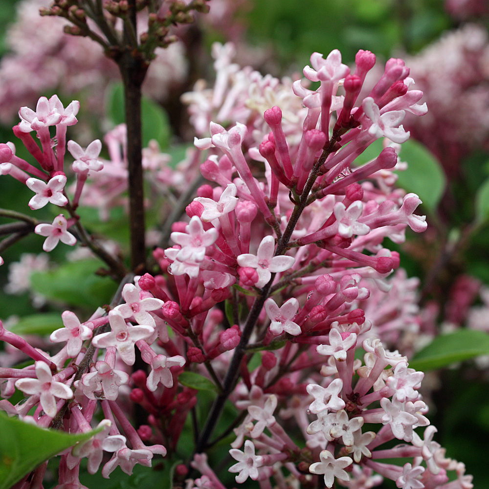Zwerg Flieder, Syringa Tinkerbelle, Zierstrauch, Frühjahr