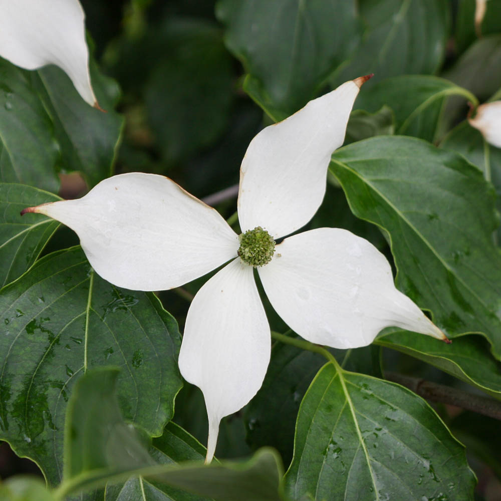Japanischer Blumenhartriegel 'China Girl'