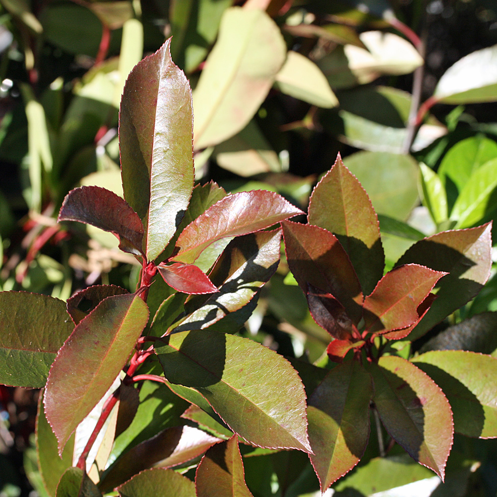 Photinia Red Robin, Glanzmispel, Blattschmuck