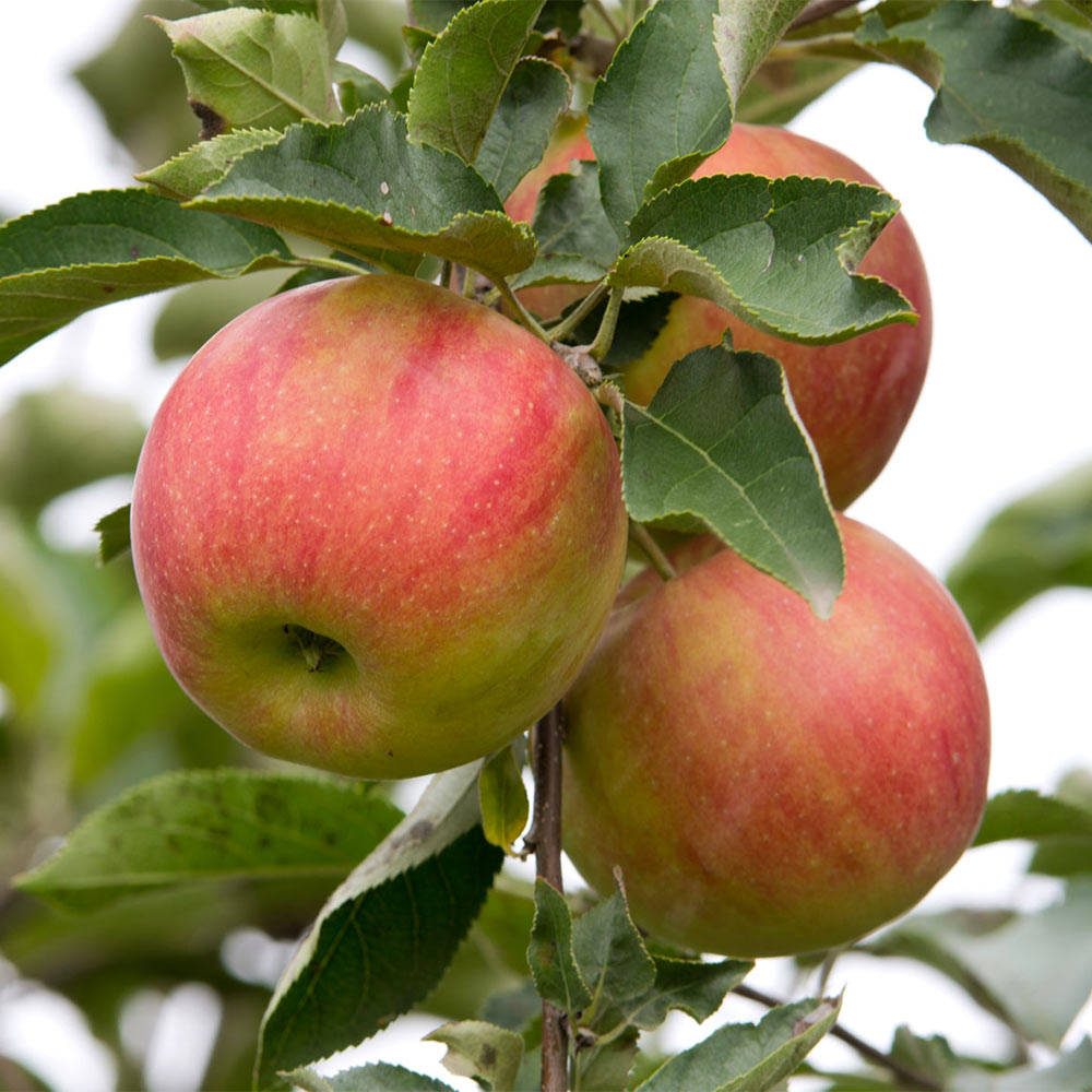 Apfel 'Alkmene'