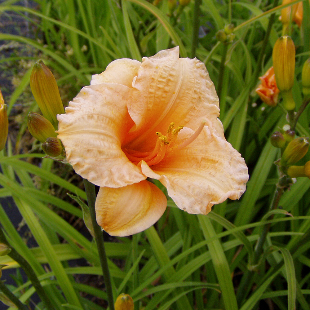 Taglilie Pizza, Hemerocallis, Beetpflanze