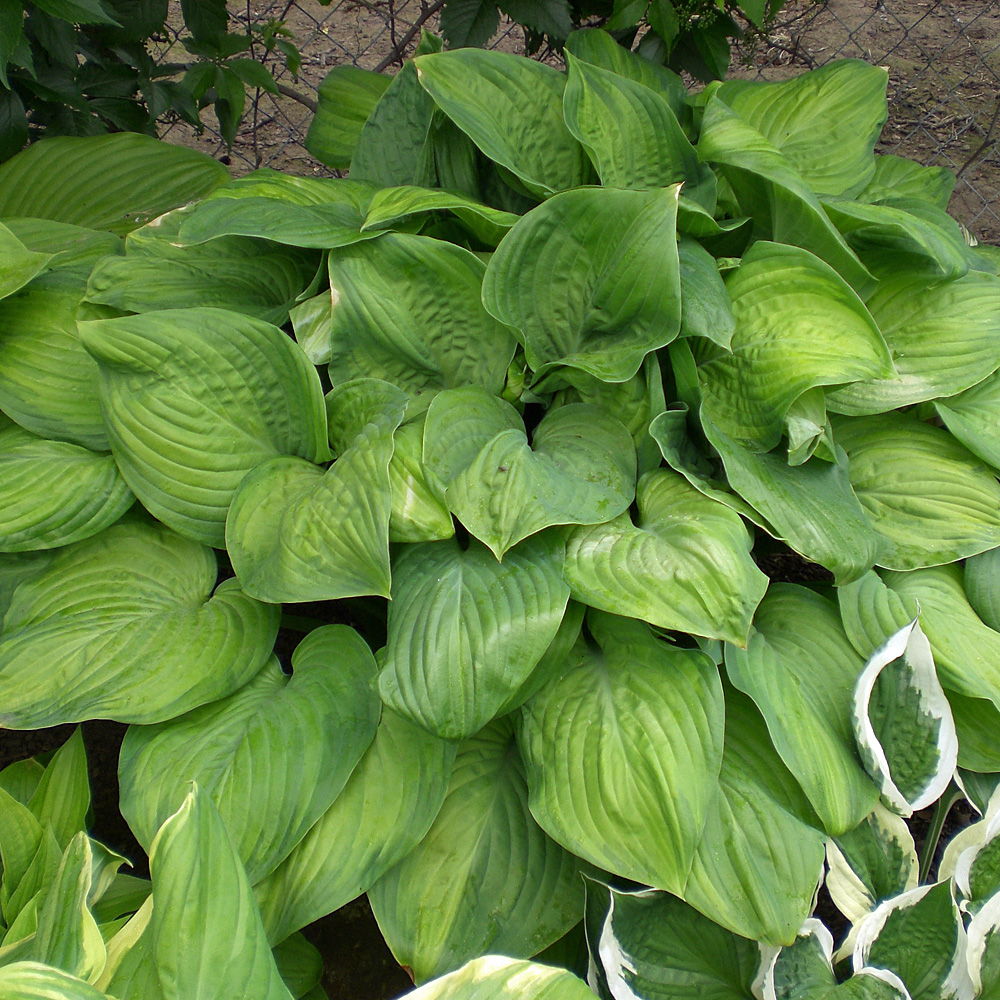 Funkie Guacamole, Hosta, Unterbepflanzung, Schattenpflanze