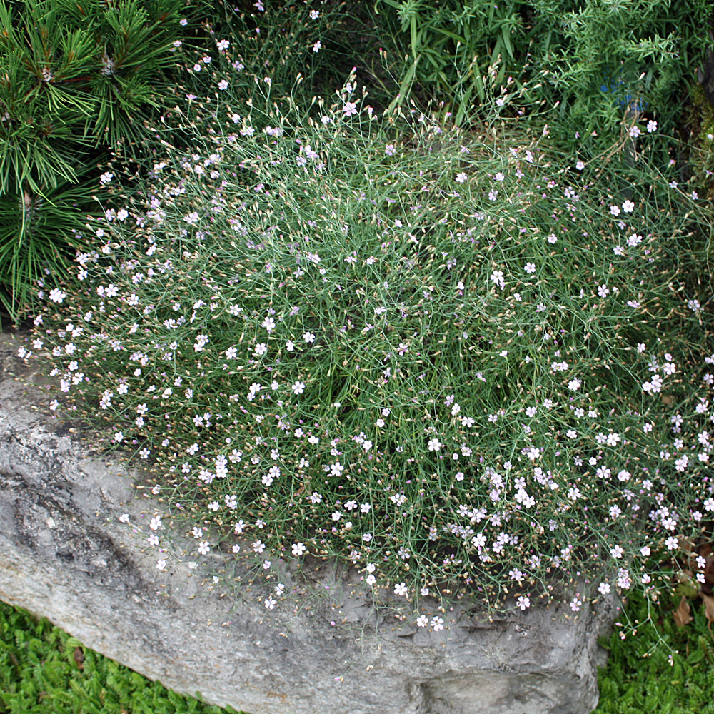 Felsnelke Petrorhagia, Steingarten, Alpenpflanze