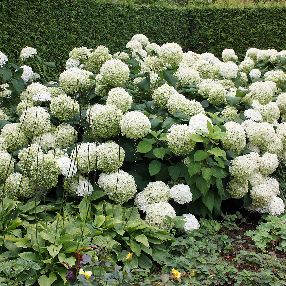 Ballhortensie Annabelle, Hydrangea, Schattenpflanze
