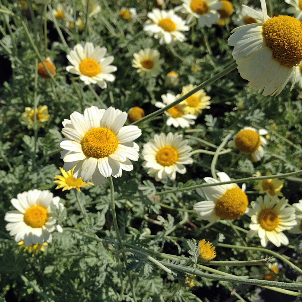 Färberkamilie, Blütenstaude, Bienenfreund