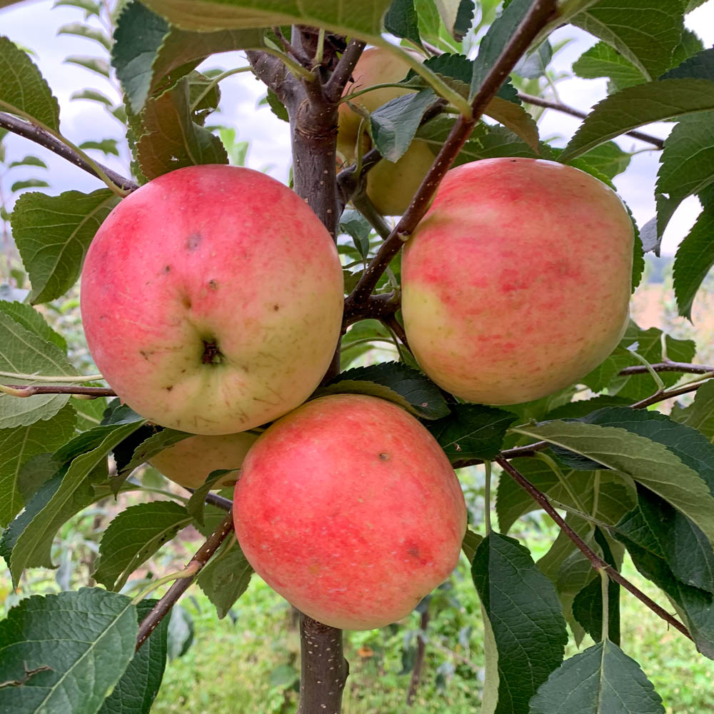 Apfel 'Delbarestivale'