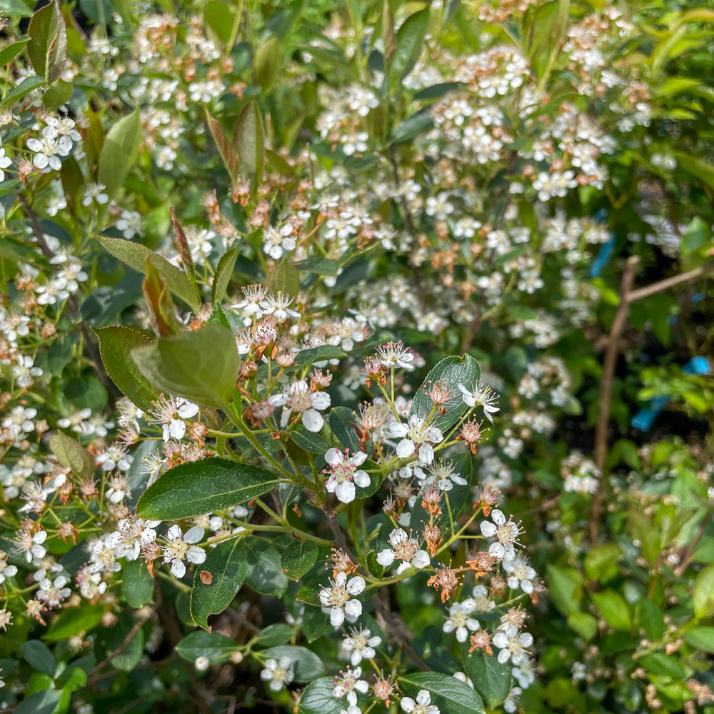 Aronia Apfelbeeere Aron