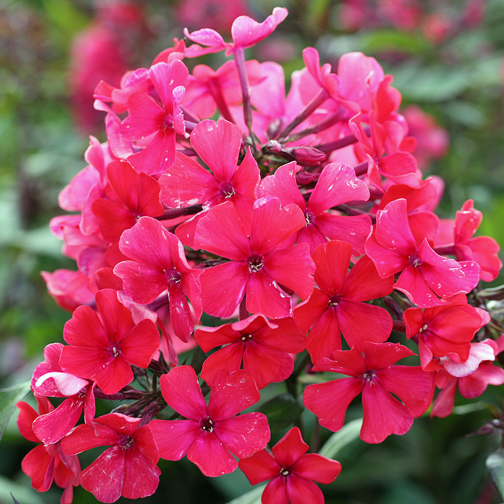Phlox Starfire, Flammenblume, Beetstaude