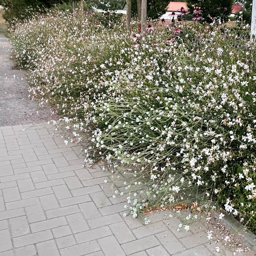 Prachtkerze 'Whirling Butterflies'