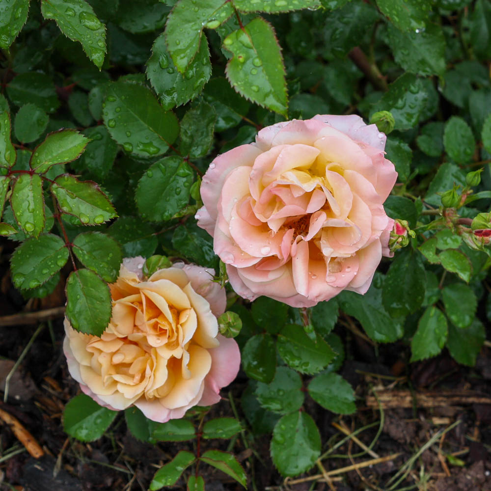 Bodendeckerrose 'Cubana' ®