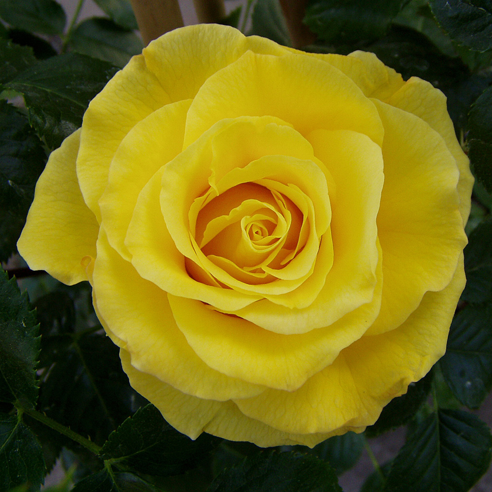 Strauchrose Lichtkönigin Lucia, Rose,