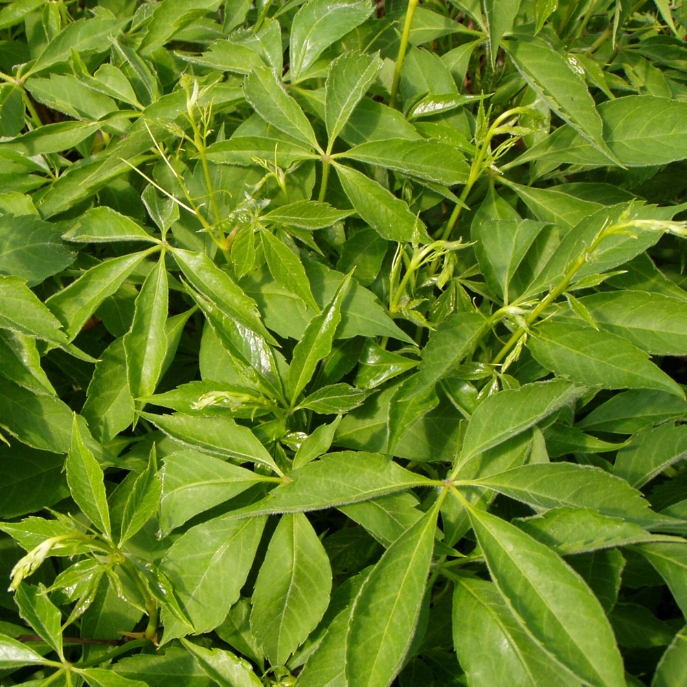 Wilder Wein 'Engelmannii'