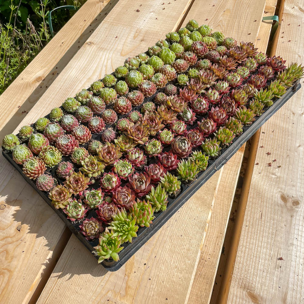 Sempervivum Mix-Platte