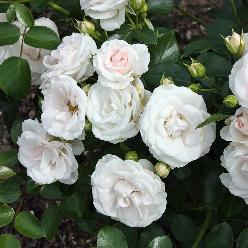 Bodendeckerrose Aspirin, Rose, Schnittblume
